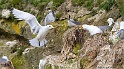 Mouette tridactyle 9494_wm